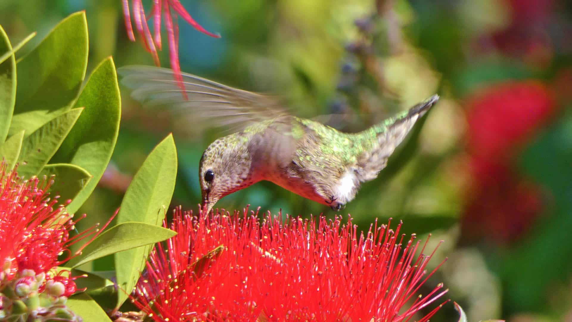 Hummingbird In the Presidio