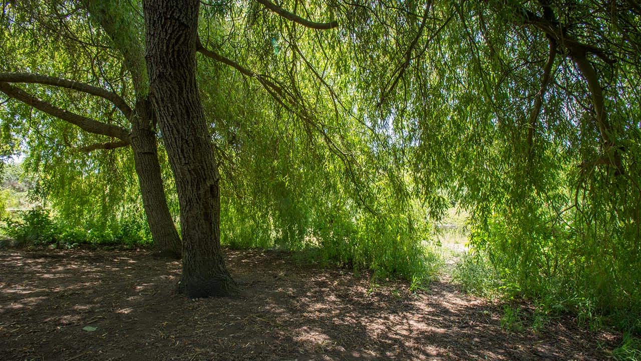 Weeping Willows At Historic El Polín Spring – Presidio of San Francisco CA