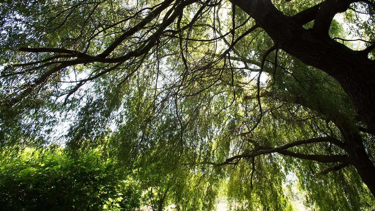 Weeping Willows At Historic El Polín Spring – Presidio of San Francisco CA