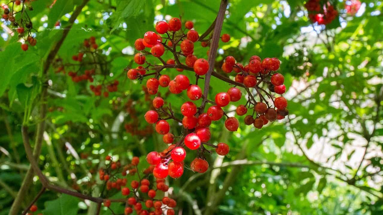 Plant life At Historic El Polín Spring – Presidio of San Francisco CA