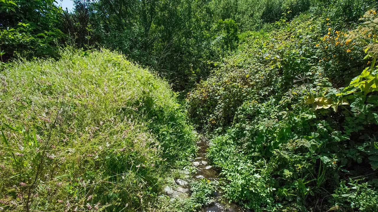 Trickling Spring At Historic El Polín Spring – Presidio of San Francisco CA