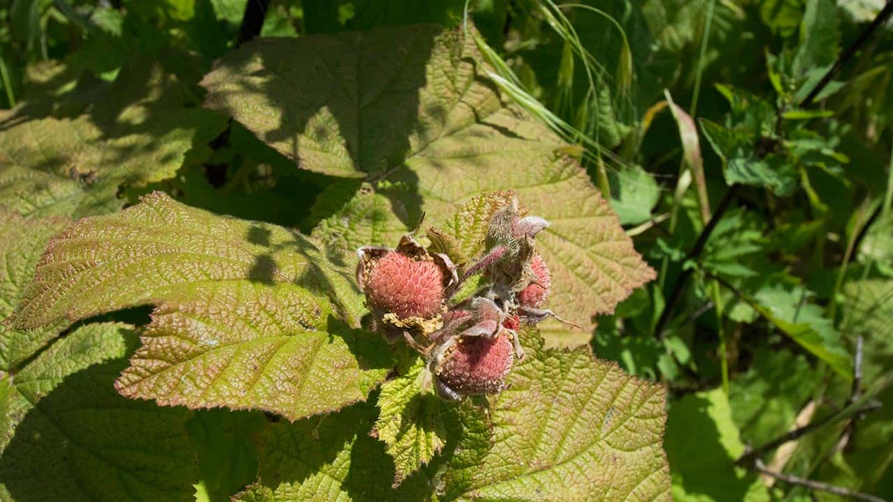 Plant life At Historic El Polín Spring – Presidio of San Francisco CA