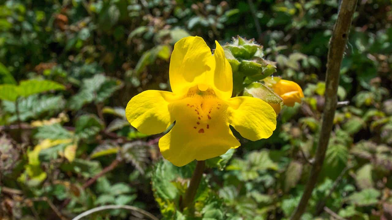 Native Flowers At Historic El Polín Spring – Presidio of San Francisco CA