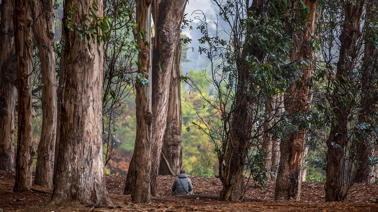 Presidio Eucalyptus Forest - Myleen Hollero
