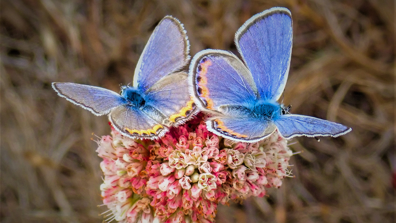 Acmon Blue Butterflies - by Jonathan Young