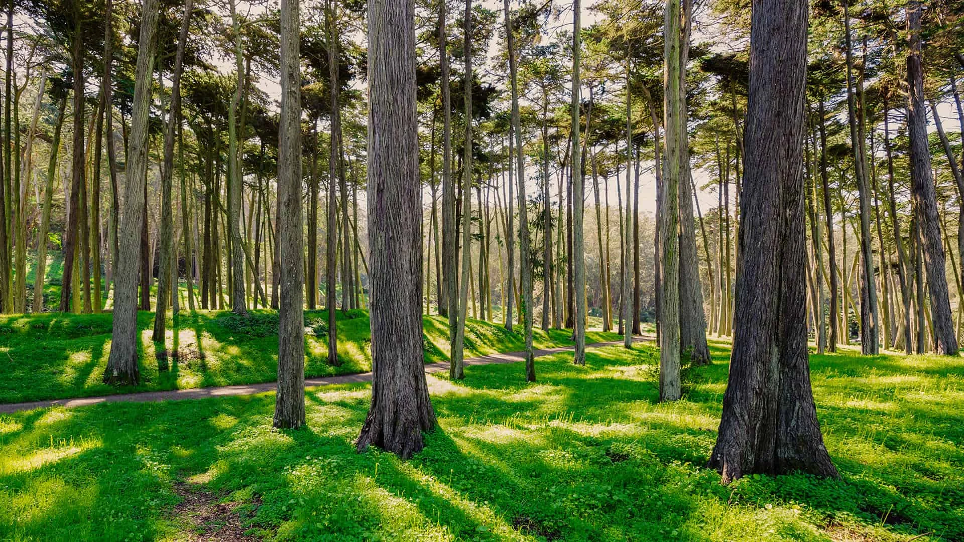 Presidio Forest - Sustainability at Inn at the Presidio